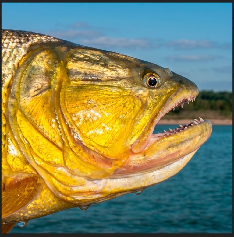 DORADO